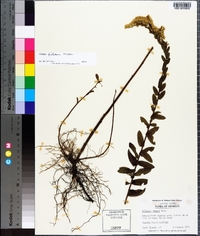 Solidago fistulosa image