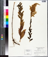 Solidago fistulosa image