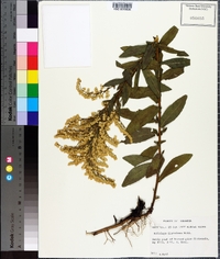 Solidago fistulosa image