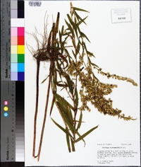 Solidago leavenworthii image