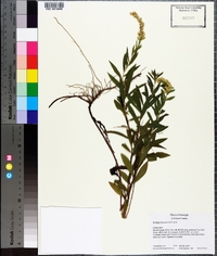 Solidago leavenworthii image