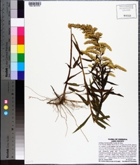 Solidago leavenworthii image