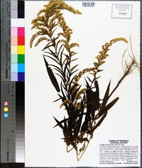 Solidago leavenworthii image