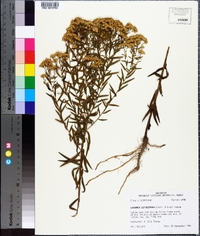 Solidago leavenworthii image