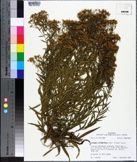 Solidago leavenworthii image