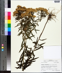 Solidago leavenworthii image