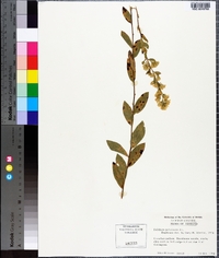 Solidago petiolaris image