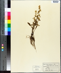 Solidago puberula image