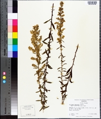 Solidago puberula image