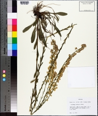 Solidago stricta image