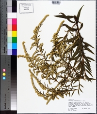 Solidago leavenworthii image