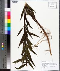 Solidago leavenworthii image