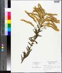 Solidago tortifolia image