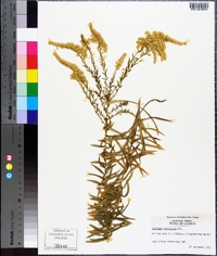 Solidago tortifolia image