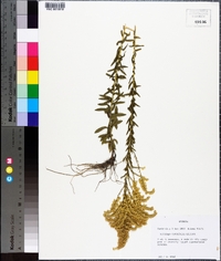 Solidago tortifolia image