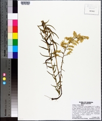 Solidago tortifolia image