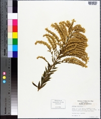 Solidago tortifolia image