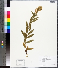 Solidago wrightii image