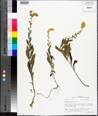 Solidago radula image