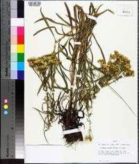 Solidago rigida image