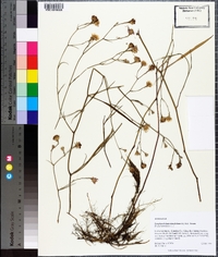 Symphyotrichum tenuifolium image