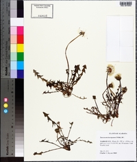 Taraxacum erythrospermum image