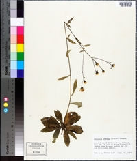 Vernonia acaulis image