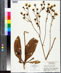 Vernonia acaulis image