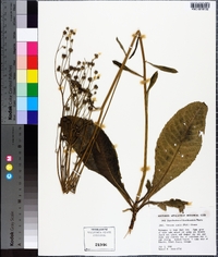 Vernonia acaulis image