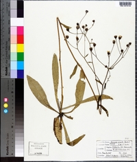 Vernonia acaulis image