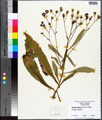 Vernonia acaulis image