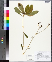 Vernonia acaulis image