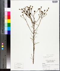 Vernonia angustifolia image