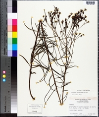 Vernonia angustifolia image