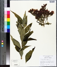 Vernonia baldwinii subsp. interior image