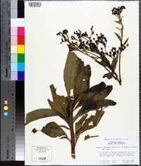 Vernonia gigantea subsp. gigantea image