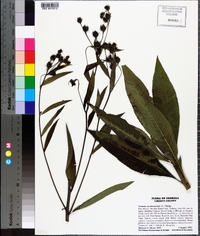 Vernonia noveboracensis image