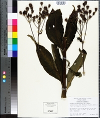 Vernonia noveboracensis image