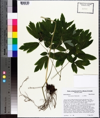 Caulophyllum thalictroides image