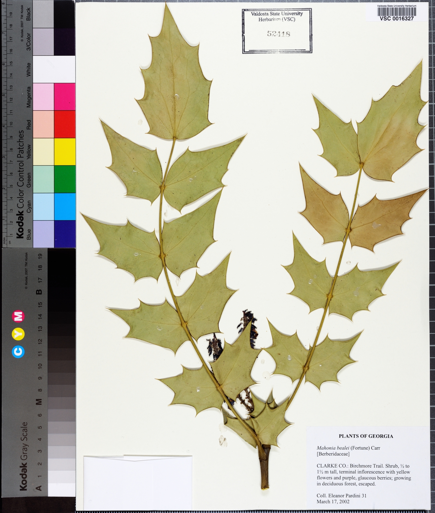 Mahonia bealei image