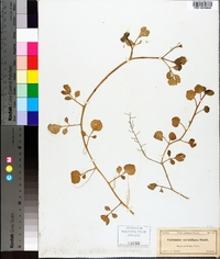 Rorippa floridana image