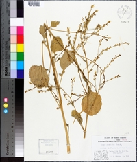 Crambe abyssinica image