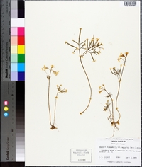 Cardamine angustata image