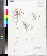 Cardamine dissecta image