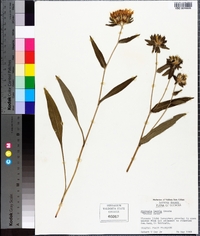 Stokesia laevis image