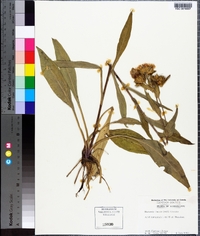 Stokesia laevis image