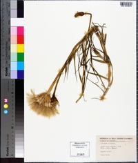 Tragopogon pratensis image