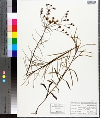Vernonia angustifolia image