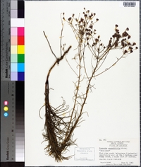 Vernonia angustifolia image