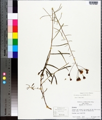 Vernonia angustifolia image